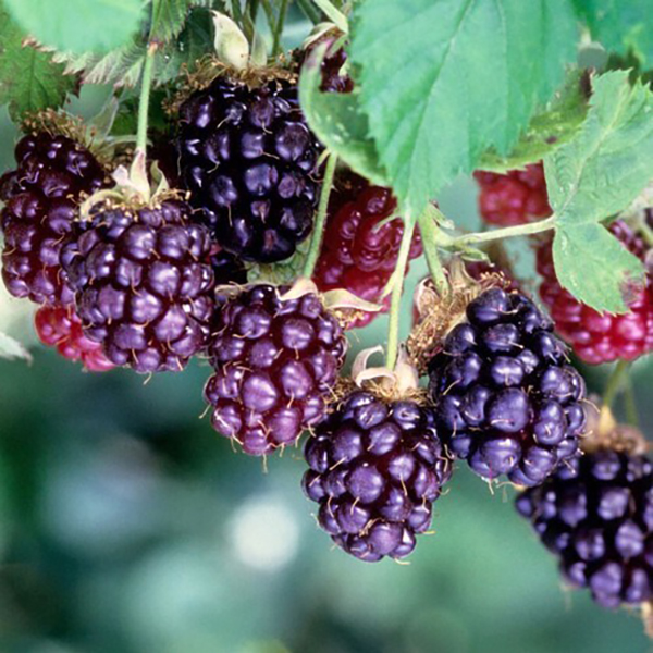 目をキョロキョロと動かし尻尾をフリフリと人々の幸せを見守り時を刻んできたキットキャットクロック