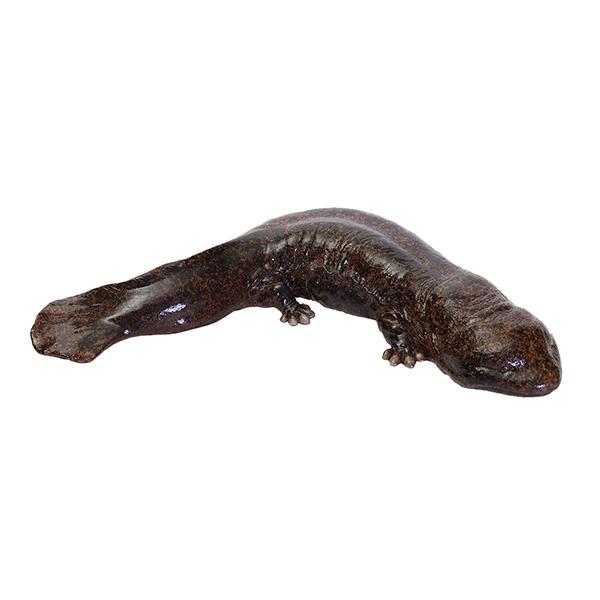 ペットバンク オオサンショウウオ PET BANK GIANT SALAMANDER 25351