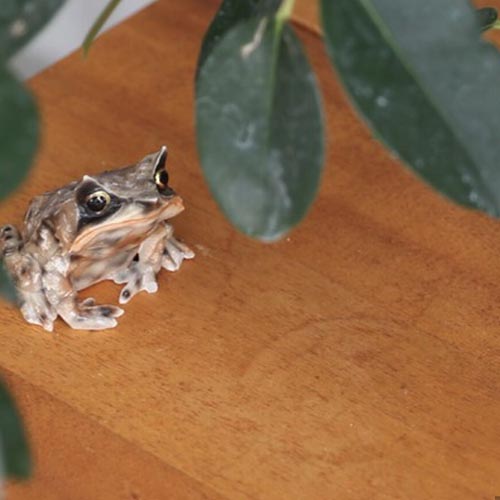 レプタイルズマグ Reptiles Mag ミツヅノコノハガエル Megophrys Nasuta rodcontrol レプタイルズマグ Reptiles Mag ミツヅノコノハガエル Megophrys Nasuta rodcontrol