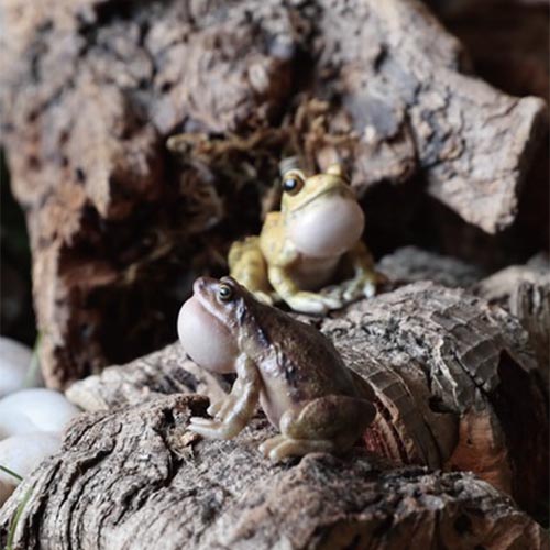 レプタイルズマグ Reptiles Mag リュキュウカジカガエル Ryukyu Kajika Frog Blow Bubbles ｒｏｄｃｏｎｔｒｏｌ