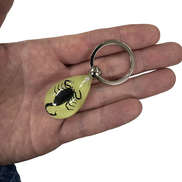 本物のサソリが入ったキーホルダー。