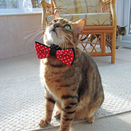 ペット用ボウタイ。