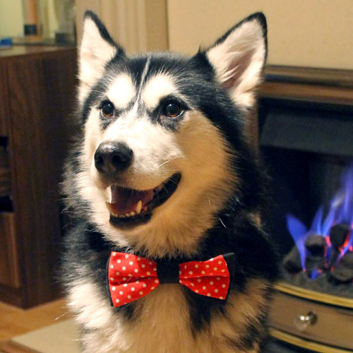 フォーマルにも対応できるようドットとブラックのリバーシブル仕様。